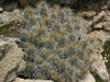 Echinocereus stramineus