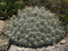 Echinocereus stramineus