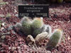 Echinopsis strigosa