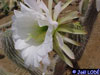 Echinopsis strigosa