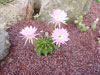 Echinopsis oxygona