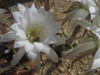 Echinopsis subdenudata