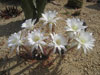 Echinopsis subdenudata