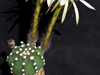 Echinopsis subdenudata