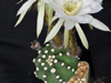 Echinopsis subdenudata