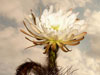 Echinopsis tacaquirensis