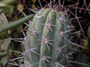 Echinopsis tacaquirensis