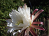 Echinopsis tacaquirensis