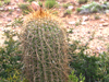 Echinopsis tarijensis