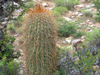 Echinopsis tarijensis