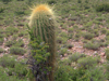 Echinopsis tarijensis