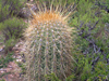 Echinopsis tarijensis