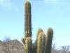 Echinopsis terscheckii