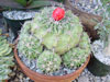 Echinocactus texensis