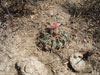 Echinocactus texensis