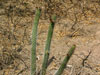 Echinopsis thelegona