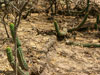 Echinopsis thelegona