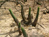 Echinopsis thelegona