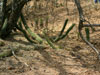 Echinopsis thelegona