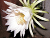 Echinopsis thelegona