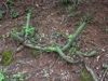 Echinopsis thelegona