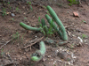 Echinopsis thelegona