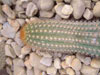 Echinopsis thelegonoides