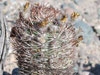 Echinopsis thionantha