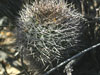 Echinopsis thionantha
