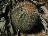 Echinopsis thionantha