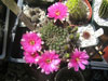 Echinopsis tiegeliana