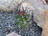 Echinocereus triglochidiatus