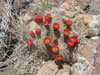 Echinocereus triglochidiatus