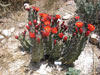 Echinocereus triglochidiatus