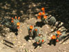 Echinocereus triglochidiatus