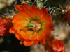 Echinocereus triglochidiatus