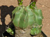Echinocereus triglochidiatus