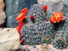 Echinocereus triglochidiatus