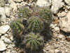 Echinocereus triglochidiatus