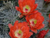 Echinocereus triglochidiatus