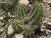 Echinocereus triglochidiatus