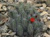 Echinocereus triglochidiatus