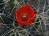 Echinocereus triglochidiatus