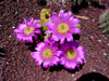 Echinocereus viereckii