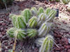 Echinocereus viereckii