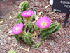 Echinocereus viereckii