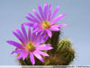 Echinocereus viereckii