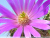 Echinocereus viereckii