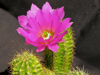 Echinocereus viereckii