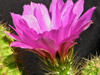 Echinocereus viereckii